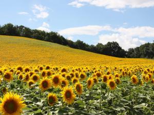 Maisons de vacances Lovely holiday home in Monfort with private pool : photos des chambres