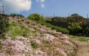 Calascoglietti img11