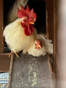 Il Nuraghe del lago Coghinas img21