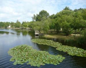 Maisons de vacances Maison confortable a Hourtin 45 m² avec piscine partagee sur place ! : photos des chambres