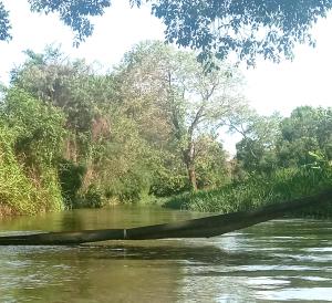 Sigiri Crown Tree Lodge