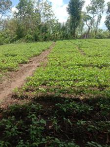 Sigiri Crown Tree Lodge