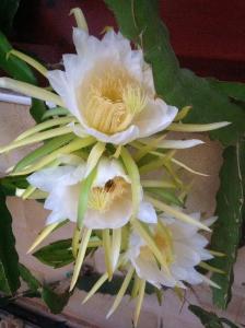 Carolyn Villa is a Luxury 4-Bedroom Villa with Private Pool in Ayia Napa