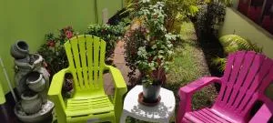 Le petit cactus - Beauvallon