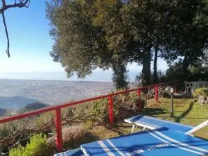 Il leccio Pietrasanta - Vitoio