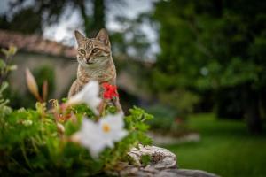 B&B / Chambres d'hotes Un Logis en Angoumois : photos des chambres