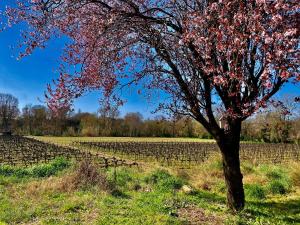 Appartements Lodging Gite Au Milieu des Vignes & des Etoiles : photos des chambres