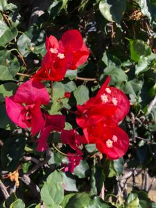 Calheta Ocean View Apartment 2 - Air Condition