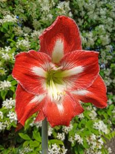 Amaryllis Case Vacanza