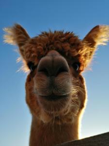 Bergbauernhof Stauder - Hirschbergalpakas