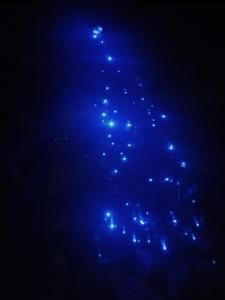 Camping at Desert Gardens Oasis in Lobo, TX