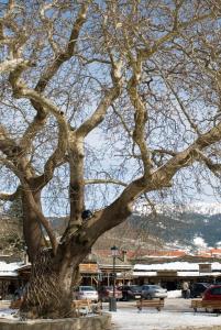 Asteri Metsovou Epirus Greece