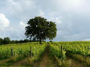 Agriturismo tranquillo e con vista panoramica