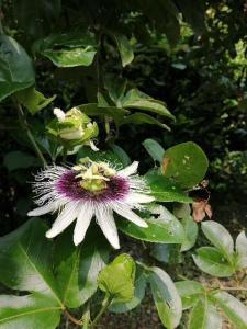 Cabaña independiente en Granja Agroecologica