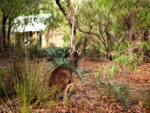 Bussells Bushland Cottages