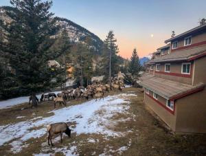 HI Banff Alpine Centre - Hostel