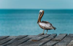 Hotel Isla Palma Reserva Natural