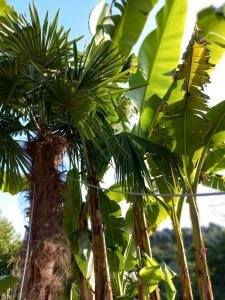 Guest House Botanical Paradise