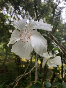 Casa Capirona 1 - Laguna Azul