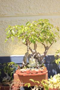 Meeslu Mane, The Chic HomeStay