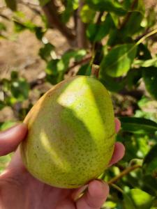 Agriturismo Orvile img28