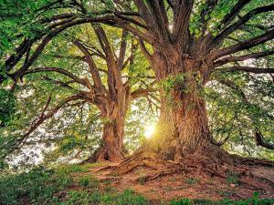 7 person holiday home in ÄLGARÅS-By Traum