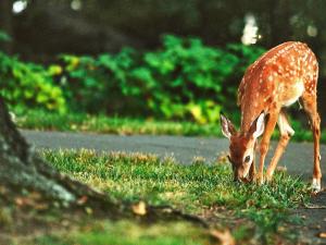 7 person holiday home in ÄLGARÅS-By Traum