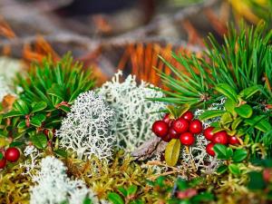 7 person holiday home in ÄLGARÅS-By Traum