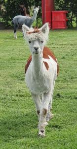 Marshland Alpacas Glamping Lodge