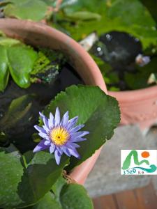 3520 Homestay 台東縣民宿編號586號