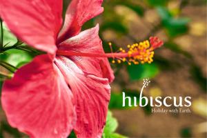 Hibiscus Earth Private Pool Villa A CGH Earth SAHA Experience