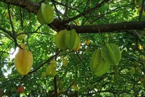 Studio en rez de jardin - Léro