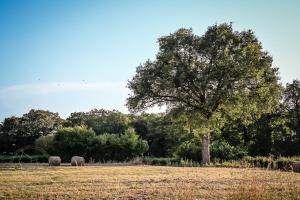 Campings Cabane Les Pourettes : photos des chambres