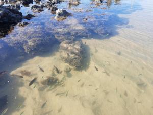 COMPLEJO PONTA das BRILLES DUPLEX