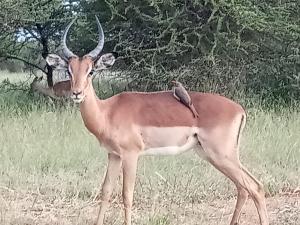636 Itaga Safari Lodge, Mabalingwe Nature Reserve