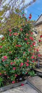 Maisons de vacances Cote de granit rose : photos des chambres