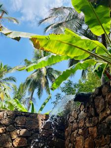 Mango Tree House