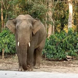 Katihalli Estate Stays