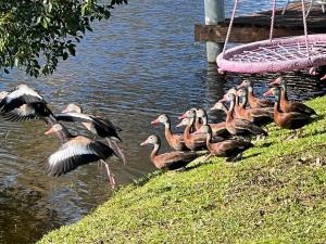 Private Tropical Waterfront Sanctuary w pool, hot tub & an island! Pet Friendly