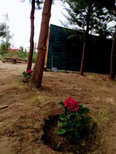 Refugio Silvestre Parque Nacional Siete Tazas-Salida a río y pesca