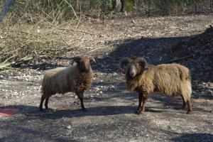 camping parc des roches