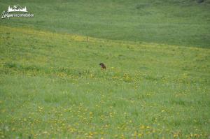 Appartamenti Green by Livigno Accomodation