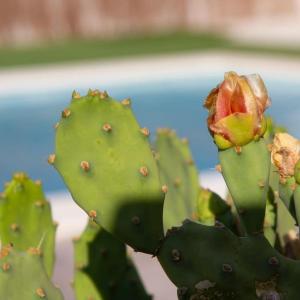 Vivienda Rural Cortijo de Liche