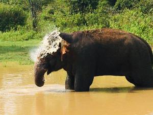 SUNRISE SAFARI HOUSE