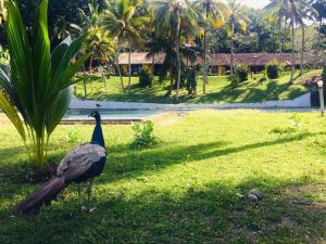 Weligama Resort