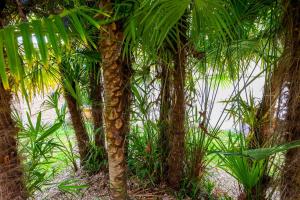 Appartements Le CORDON BLEU # Vieux-Cognac # Jardin : photos des chambres