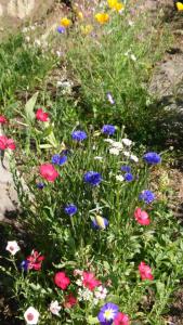 Alpenparadies Grindelwald