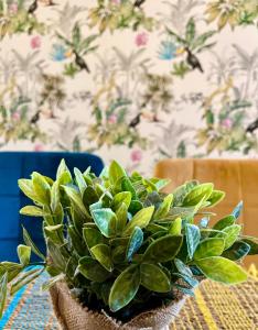 CHEZ FIFI - studio 28m2 - hyper centre - wifi