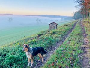 Maisons de vacances Les Pierres De Tiphaine : photos des chambres