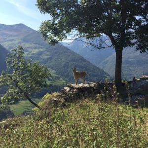 Maisons de vacances La Petite Maison des Montagnes : photos des chambres